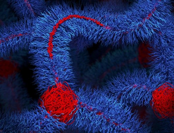 Microscopic illustration of red viral or bacterial structures among blue cellular filaments